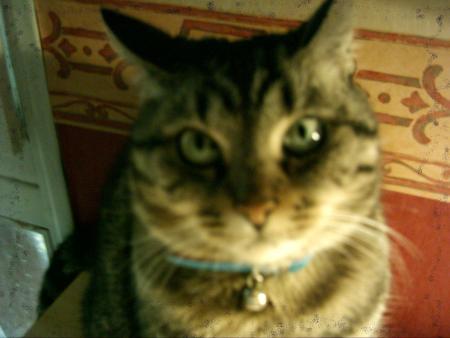 mon chat