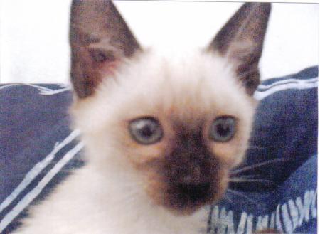 le chat de mon chiri