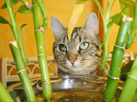mon chat !!!